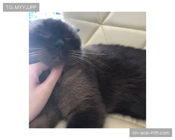 掌敏洁家的猫都比我会花钱